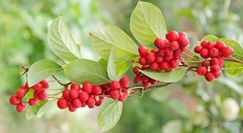 Wild resources: Expanscience has its Chinese Schisandra chain certified
