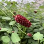 The 'Feel-Good Magic Stick' formula is based on Clariant's new active ingredient Rootness Mood+ derived from Sanguisorba and sustainably produced by Clariant's partner Plant Advanced Technologies (Photo : Plant Advanced Technologies)