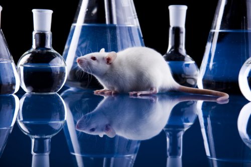 L'industrie cosmétique appelle à défendre l'interdiction des tests sur animaux