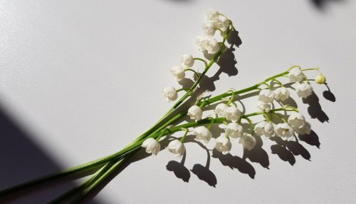 Firmenich and Jungle create a sustainable lily of the valley extract