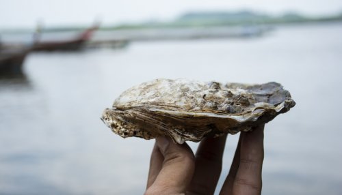 Oysters reveal their benefits and enter into cosmetic formulations