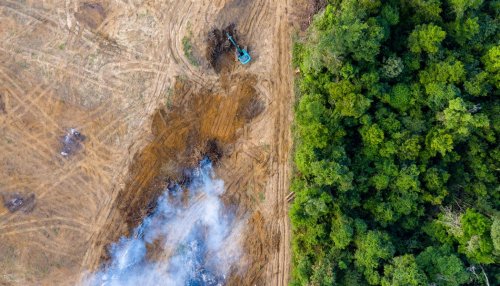 Les crédits carbone, un outil controversé pour lutter contre la déforestation