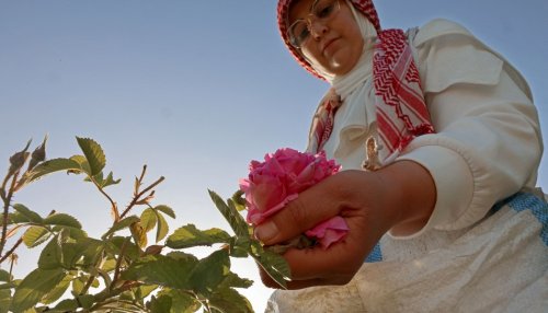 Parfum : Un village libanais au cœur de la production de la rose de Damas
