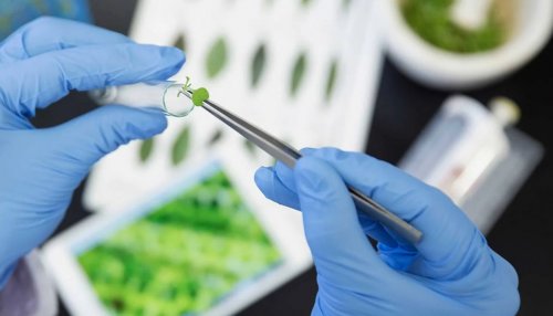 L'Oréal invests in US biotech company Debut to create active ingredients