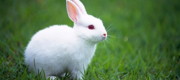 European Union: Full ban on animal testing for cosmetics enters into force